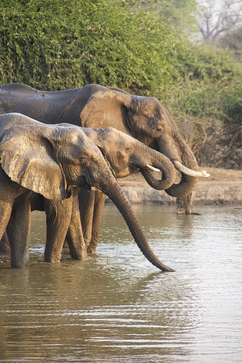 elephant image